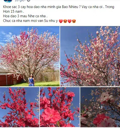 Cây hoa đào mix 3 màu siêu quý hiếm khoe sắc rực rỡ khiến nhiều người khó tin vào mắt mình.