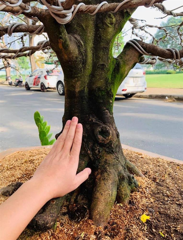Nữ ca sĩ bị phụ tình giận tím người khi bị trộm cuỗm mất cây mai gần 100 triệu sát ngày Tết Nữ ca sĩ bị phụ tình giận tím người khi bị trộm cuỗm mất cây mai gần 100 triệu sát ngày Tết