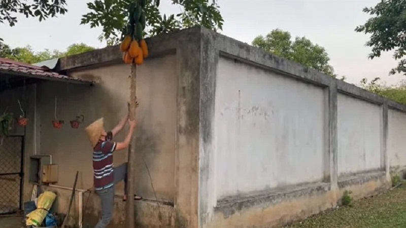 Đích thân nam danh hài trèo hái đu đu trong vườn nhà thờ Tổ.