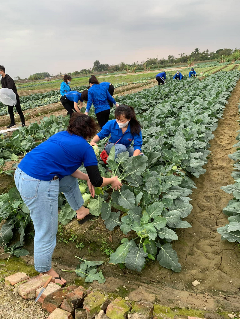Theo thống kê, trên địa bàn tỉnh Hải Dương còn 4.087ha rau vụ đông đang đến kỳ thu hoạch với sản lượng khoảng 90.767 tấn.