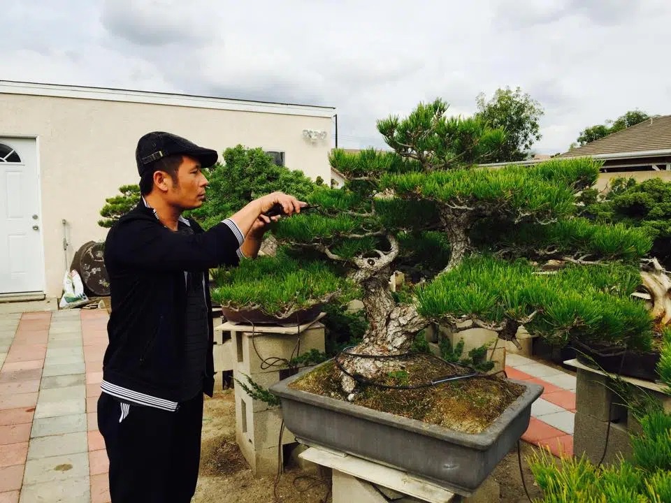 Hiện tại, anh có một vườn bonsai rộng vài trăm mét vuông khiến ai cũng trầm trồ ngưỡng mộ.