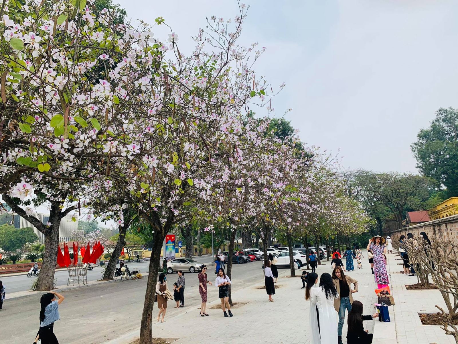 Từ nhiều năm nay, hoa ban đã xuất hiện ở Hà Nội. Những sắc hoa ban đang bung tỏa nhiều tuyến phố, trong công viên làm cho thủ đô trở nên thơ mộng hơn. Ảnh: TP