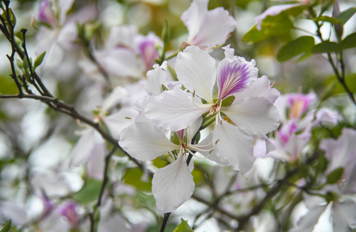 Đến Tây Bắc mùa ban nở, đừng bỏ qua món ăn này kẻo rồi bạn sẽ cảm thấy tiếc nuối mãi không thôi. Ảnh: FB