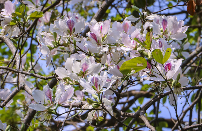 Những ngày này, loài hoa phơn phớt hồng, tím với từng cánh mỏng tang đua nhau che phủ cả góc trời tạo nên bức tranh thiên nhiên thơ mộng, hiền hòa. Ảnh: FB