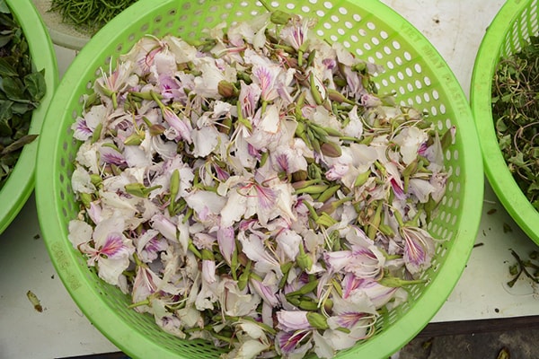Được xem là 'sản vật' của núi rừng Tây Bắc, những cánh hoa ban không chỉ làm người ta mê mẩn bởi vẻ đẹp tự nhiên mà còn cả hương vị thơm ngon, khác lạ. Ảnh: FB
