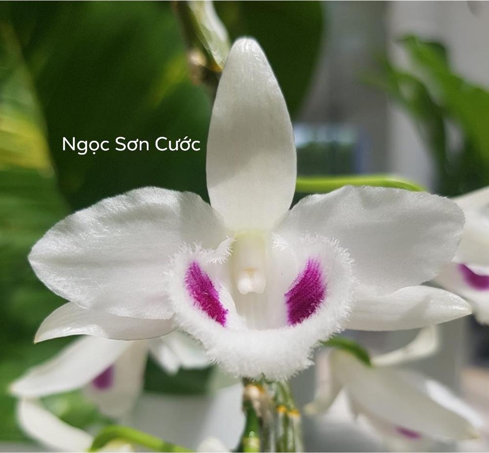 Cây lan var Ngọc Sơn Cước 250 tỷ đồng gồm 2 nhánh gốc, 4 mầm, dài 1,1m và có tất cả 48 lá. Ảnh: FB