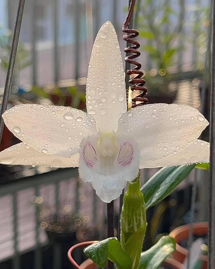 Sức hấp dẫn của loại lan đột biến 5 cánh trắng đang khiến nhiều nhà đầu tư lao vào. Ảnh: FB
