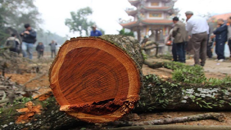 Thời điểm hoàng kim là năm 2010 - 2011, gỗ sưa cổ thụ hiếm gặp, có đường kính lớn từ 50cm trở lên thì mới có giá dao động từ 35 - 40 triệu đồng/kg. Ảnh: FB Thời điểm hoàng kim là năm 2010 - 2011, gỗ sưa cổ thụ hiếm gặp, có đường kính lớn từ 50cm trở lên thì mới có giá dao động từ 35 - 40 triệu đồng/kg. Ảnh: FB