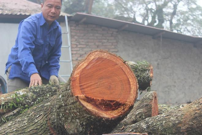 Với tình hình hiện nay, các cụ cao niên thôn Phụ Chính cũng thừa nhận rằng số lượng gỗ sưa này khó mà bán được con số 100 tỷ đồng. Ảnh: TP Với tình hình hiện nay, các cụ cao niên thôn Phụ Chính cũng thừa nhận rằng số lượng gỗ sưa này khó mà bán được con số 100 tỷ đồng. Ảnh: TP