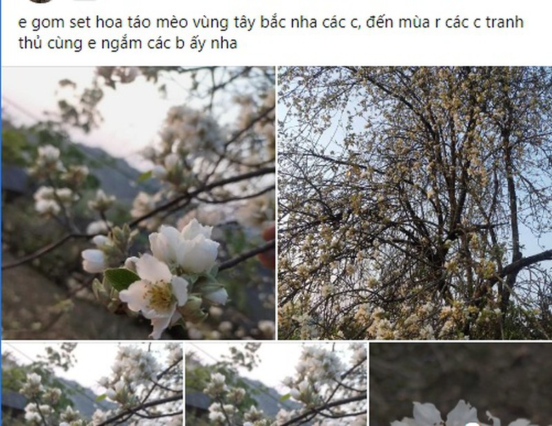 Hiện đã gần cuối vụ, số lượng cành hoa táo mèo không còn nhiều, khách phải đặt trước gần một tuần may ra mới có. Ảnh: FB Hiện đã gần cuối vụ, số lượng cành hoa táo mèo không còn nhiều, khách phải đặt trước gần một tuần may ra mới có. Ảnh: FB
