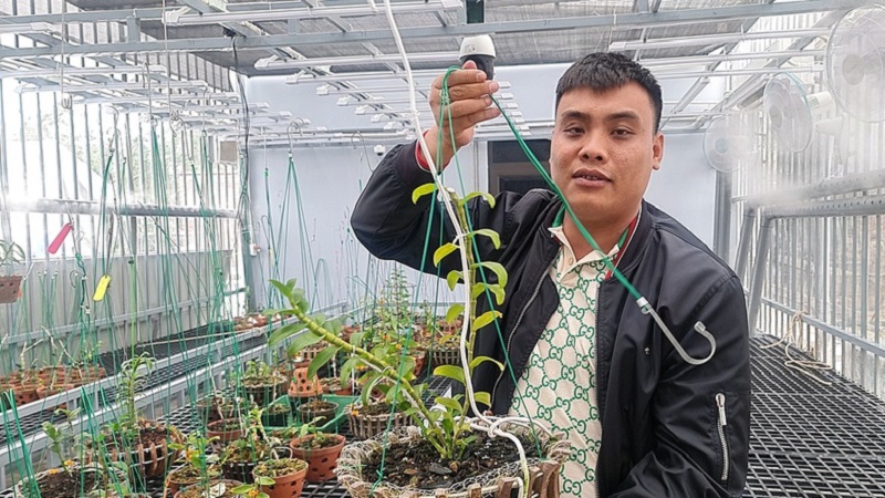 Anh Bùi Hữu Thanh (33 tuổi) - chủ vườn lan var Đất Mỏ cho biết, cuộc mua bán lan đột biến Ngọc Sơn Cước trị giá 250 tỷ là có thật. Tuy nhiên, anh Thanh cho biết số tiền trên là để mua cho toàn bộ 5.000 cây lan giống. Ảnh: Q.N Anh Bùi Hữu Thanh (33 tuổi) - chủ vườn lan var Đất Mỏ cho biết, cuộc mua bán lan đột biến Ngọc Sơn Cước trị giá 250 tỷ là có thật. Tuy nhiên, anh Thanh cho biết số tiền trên là để mua cho toàn bộ 5.000 cây lan giống. Ảnh: Q.N