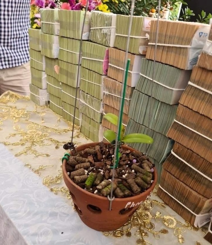 Lan đột biến Ngọc Sơn Cước gần đây được rao bán ở mức vài tỷ đồng, trong đó: Lúa non (nhận tiền trước, trả kie sau) có giá 3,2-3,5 tỷ đồng. Ảnh: FB Lan đột biến Ngọc Sơn Cước gần đây được rao bán ở mức vài tỷ đồng, trong đó: Lúa non (nhận tiền trước, trả kie sau) có giá 3,2-3,5 tỷ đồng. Ảnh: FB