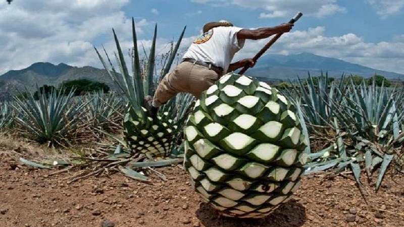 Cây thùa xanh, một loại cây dân dã xuất hiện rất nhiều tại các vùng nông thôn Mexico, là nguyên liệu cần thiết để làm ra loại rượu Tequila. Cây thùa xanh, một loại cây dân dã xuất hiện rất nhiều tại các vùng nông thôn Mexico, là nguyên liệu cần thiết để làm ra loại rượu Tequila.