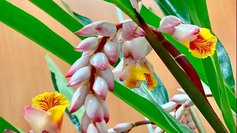 Những bông hoa màu trắng hồng tựa như hạt ngọc, cành sai hoa trĩu xuống như bông lúa mẩy hạt tượng trưng cho sự no đủ. Khi nở, hoa có màu đỏ vàng rất rực rỡ, vì vậy chúng được nhiều chị em ưa chuộng. Ảnh: FB Những bông hoa màu trắng hồng tựa như hạt ngọc, cành sai hoa trĩu xuống như bông lúa mẩy hạt tượng trưng cho sự no đủ. Khi nở, hoa có màu đỏ vàng rất rực rỡ, vì vậy chúng được nhiều chị em ưa chuộng. Ảnh: FB