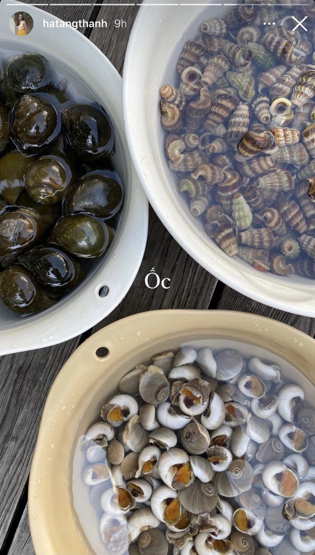 Rất nhiều loại ốc chưa qua chế biến được Hà Tăng chia sẻ. Có vẻ như phu nhân hào môn đã dành cả buổi sáng để chuẩn bị cho bữa tiệc chiều nay nhằm thiết đãi mọi người cũng như em dâu tương lai Linh Rin và hội bạn triệu đô. Ảnh: FB