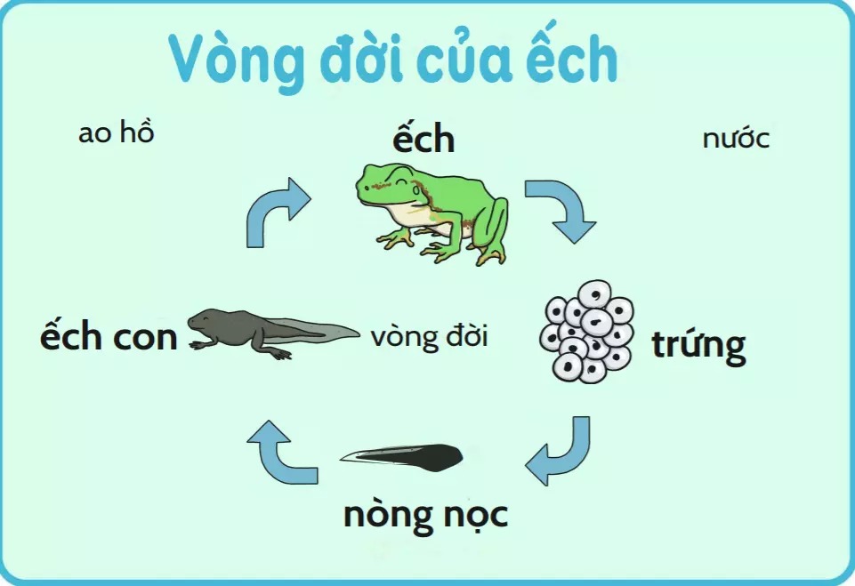 Vòng đời của ếch là kiến thức được học từ lớp lá hệ mẫu giáo (5 tuổi). Ảnh minh hoạ