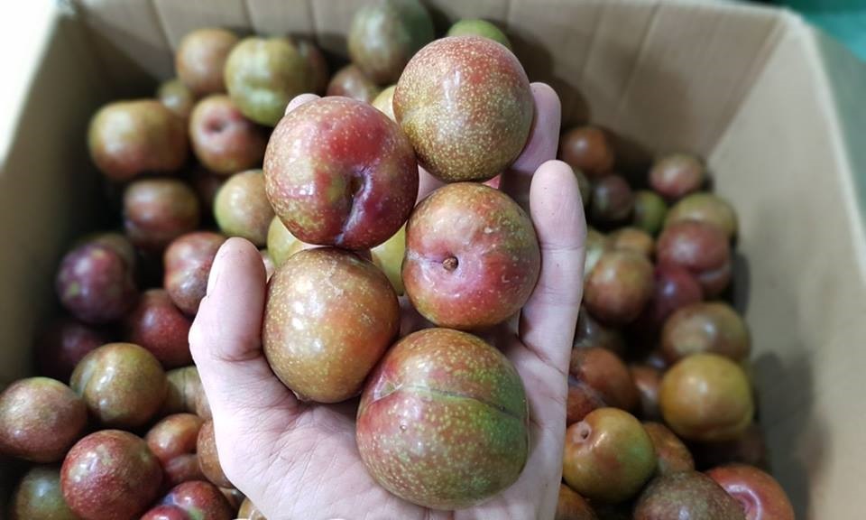 Mận đầu mùa giá giảm còn 150.000 đồng/kg nhưng vẫn ế khách