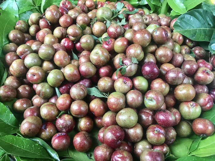 Những tiểu thương bán lẻ ở chợ Nghĩa Tân đều bán 45.000 - 50.000/3 lạng mận, tùy kích cỡ. So với giá bán năm ngoái là 200.000 - 220.000 đồng/kg thì mận đầu mùa năm nay giảm từ 30.000 đến 50.000 đồng/kg. Ảnh minh hoạ