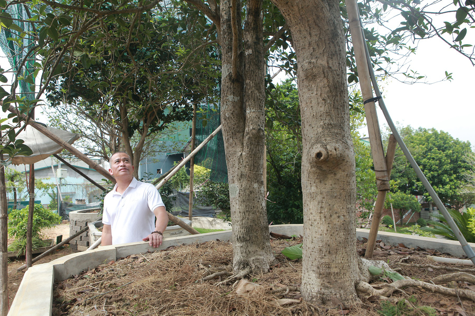 Mộc hương lớn rất chậm nên cây có đường kính lớn và thoát thân cao như vậy rất quý hiếm. Ảnh: DV