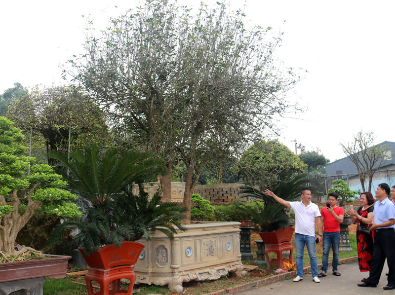 Cây mộc hương huynh đệ đại thụ cao khoảng 7m, tán rộng 5m, đường kính mỗi cây khoảng 20cm. Ảnh: FB