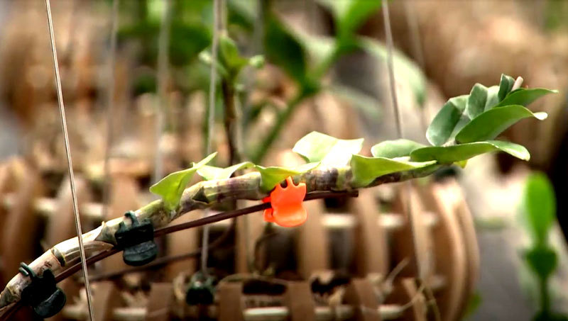 Kie lan đột biến Tuyết Đỉnh Hồng được đem trao đổi với cặp mộc hương cỏ thụ. Ảnh: FB