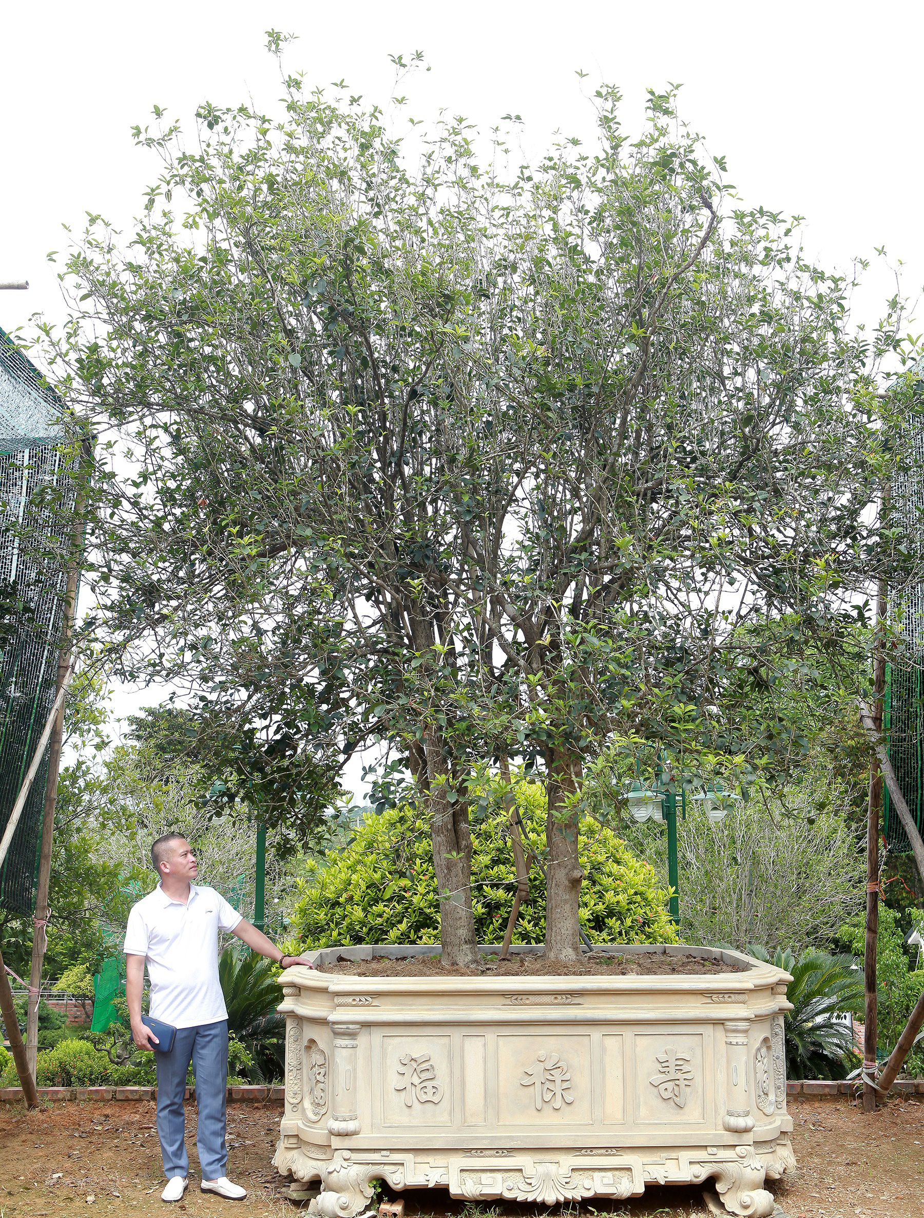 Trong đông y, mộc hương có dược tính cao như: hoa có mùi thơm, thường dùng pha trà uống, có nhiều tác dụng để bồi bổ sức khỏe; những bộ phận của cây có tác dụng để trị bệnh…Ảnh: DV