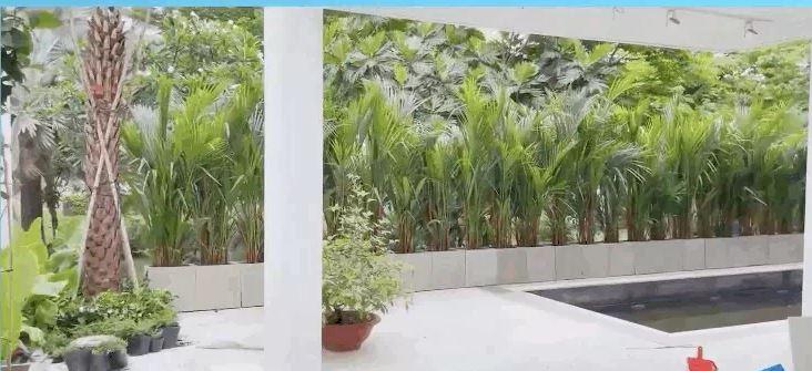 Hàng cây xanh bao quanh khắp khuôn viên nhà được bổ sung để hạn chế tầm nhìn từ ngoài vào trong. Ảnh: FB Hàng cây xanh bao quanh khắp khuôn viên nhà được bổ sung để hạn chế tầm nhìn từ ngoài vào trong. Ảnh: FB