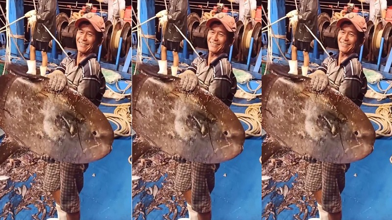 Hình dáng của con cá khá kỳ lạ với da trơn, miệng nhỏ, mình dẹp, thân ngắn, màu sắc lạ, khác với nhiều loài cá thông thường. Ảnh cắt clip