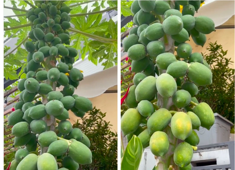 Cây đu đu được Di Băng khoe trên Tiktok. Ảnh cắt clip Cây đu đu được Di Băng khoe trên Tiktok. Ảnh cắt clip