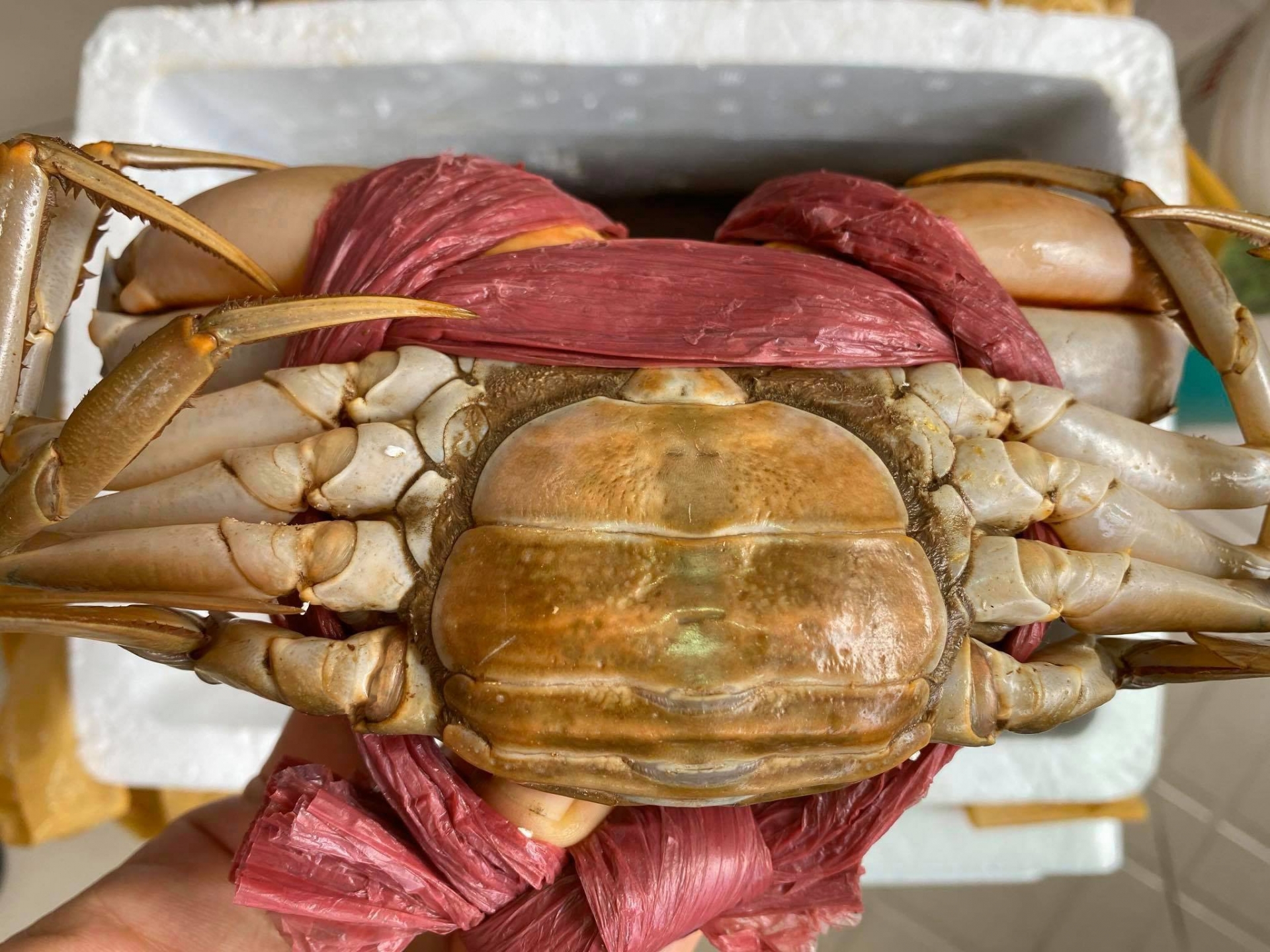 Hồi tháng 2, cua gạch loại đặc biệt (500 gram trở lên) được thương lái đến tận nhà thu mua với giá 1 triệu đồng/kg, cua gạch loại 2 (dưới 500 gram) giá 800.000 đồng/kg; cua y nhất giá 420.000 đồng/kg... Ảnh minh hoạ