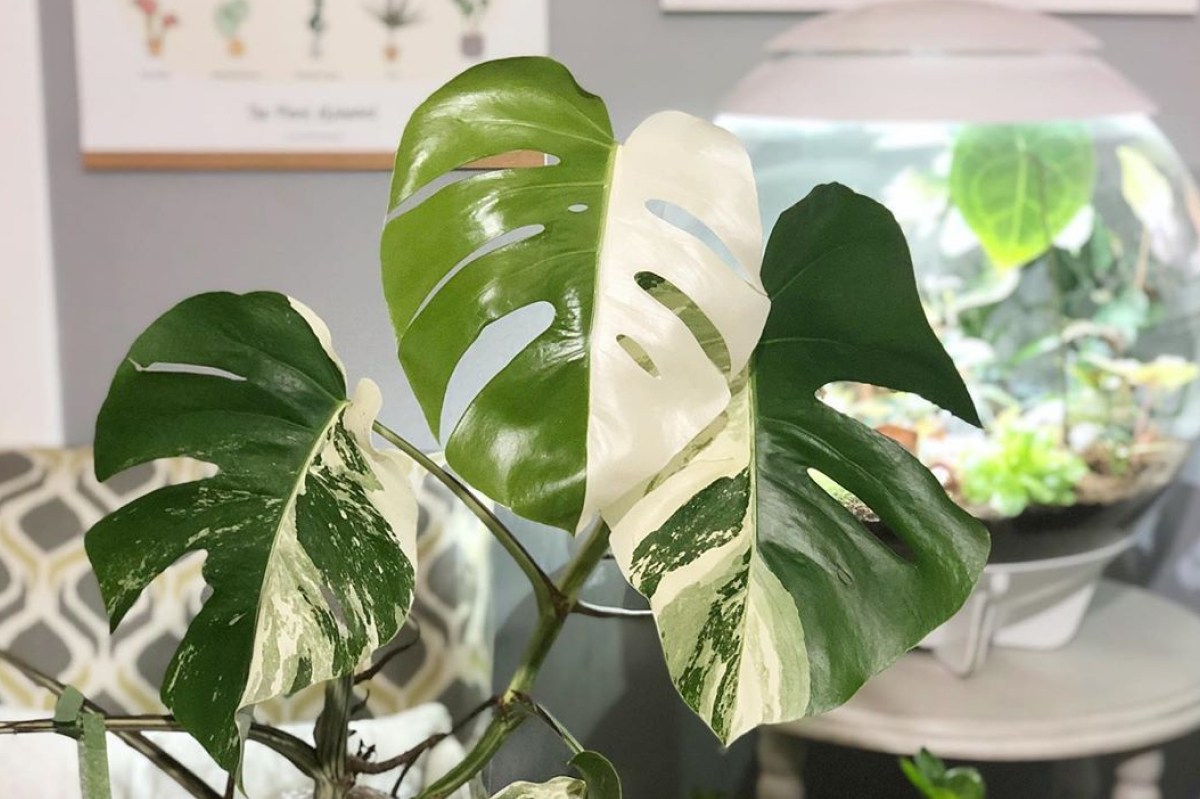 Lá trầu bà đột biến pha trộn đẹp mắt giữa 2 màu trắng xanh, xanh – vàng kem, xanh – đốm trắng và đặc biệt nhất là dạng đột biến “Halfmoon – nửa mặt trăng”. Ảnh: FB Lá trầu bà đột biến pha trộn đẹp mắt giữa 2 màu trắng xanh, xanh – vàng kem, xanh – đốm trắng và đặc biệt nhất là dạng đột biến “Halfmoon – nửa mặt trăng”. Ảnh: FB