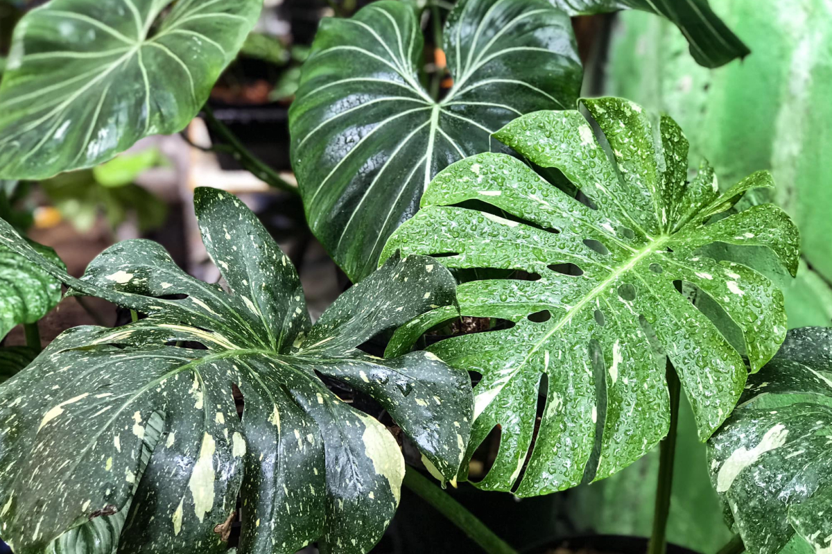 Các chuyên gia cho rằng, giá trị của cây monstera (nếu có) chỉ nằm ở sự hiếm, lạ, độc đáo chứ không có công năng gì khác. Các chuyên gia cho rằng, giá trị của cây monstera (nếu có) chỉ nằm ở sự hiếm, lạ, độc đáo chứ không có công năng gì khác.
