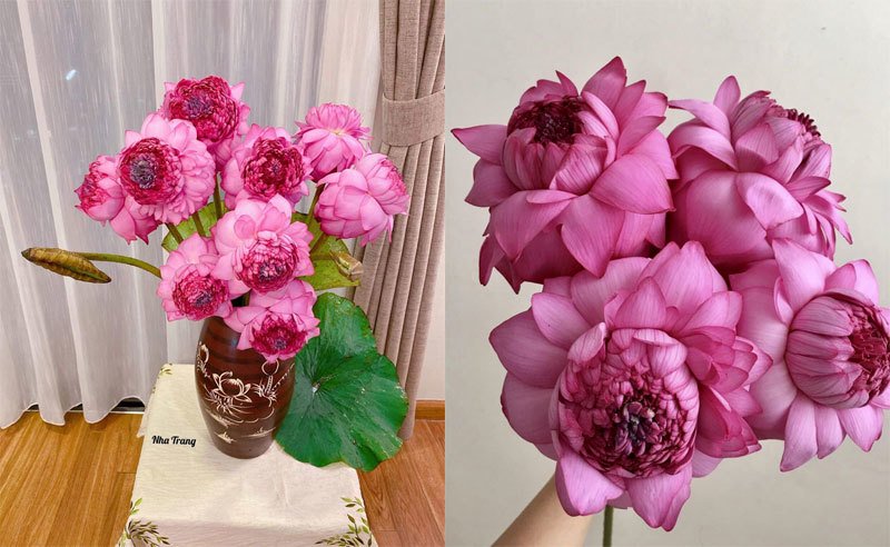 Liên hoa bách diệp khiến giới chơi hoa phát sốt, chị em săn lùng khắp cả nước. Ảnh: FB