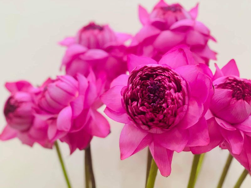 Giống sen nghìn cánh nở to đẹp, nhiều lớp khiến cho nhiều người yêu hoa mê đắm và đặt mua bằng được những chậu hoa hoặc những củ sen về trồng tại gia. Ảnh: FB