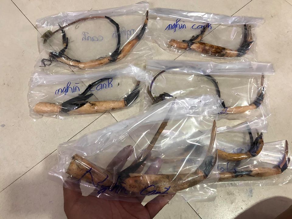 Hồi năm ngoái, mỗi củ giống sen nghìn lớp được bán với giá 400 ngàn/củ. Ảnh: FB