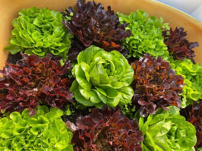 Mẹ đảm Đà Nẵng chia sẻ kinh nghiệm để có vườn rau như siêu thị mini trên sân thượng - Ảnh 1 Mẹ đảm Đà Nẵng chia sẻ kinh nghiệm để có vườn rau như siêu thị mini trên sân thượng - Ảnh 1