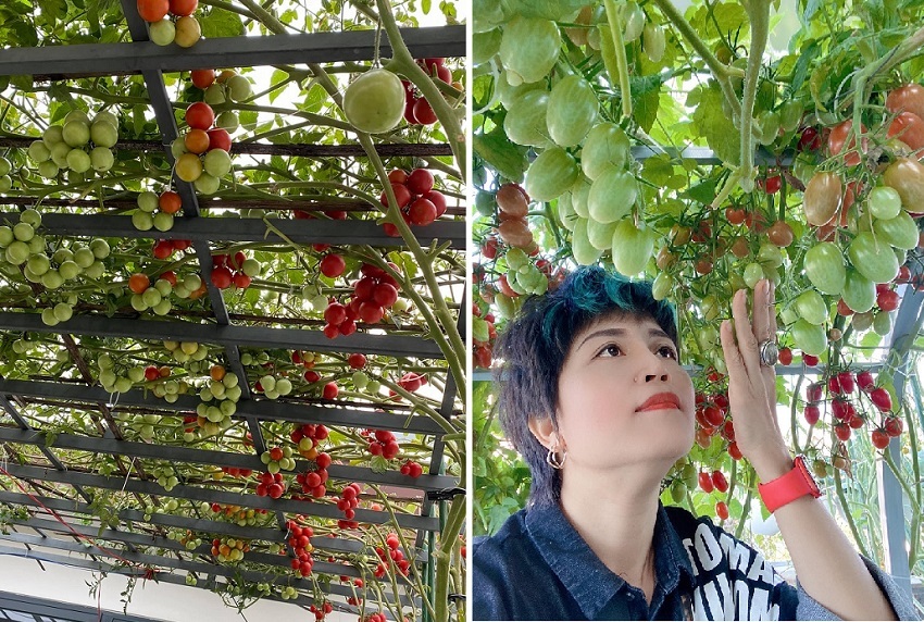 Nhờ niềm đam mê với khu vườn, chị Hoà luôn nhận lại năng lượng tích cực sau mỗi ngày làm việc mệt mỏi. Ảnh: FB Nhờ niềm đam mê với khu vườn, chị Hoà luôn nhận lại năng lượng tích cực sau mỗi ngày làm việc mệt mỏi. Ảnh: FB