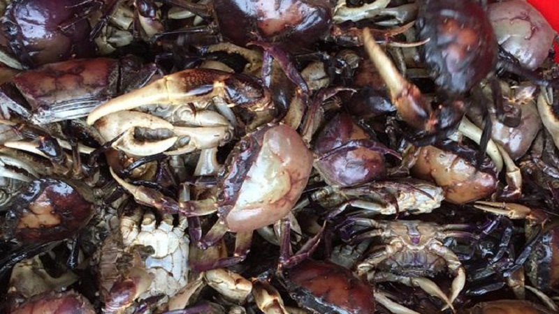 Nói chung tiền nào của ấy. Cua giá rẻ sẽ không phải là cua đồng chuẩn và bảo đảm chất lượng được, vì thế người tiêu dùng nên cân nhắc trước khi lựa chọn. Ảnh minh hoạ