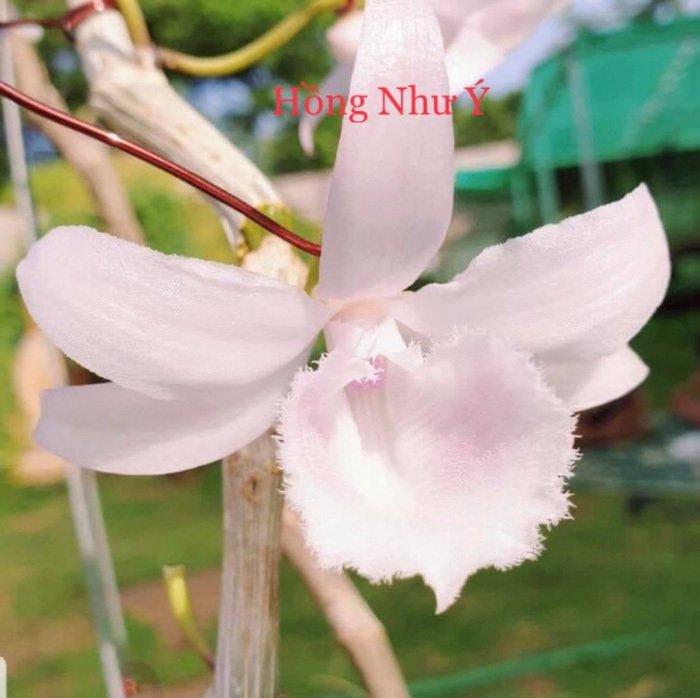Hồi tháng 4 vừa qua, bà Hường cũng đã tổ chức đấu giá được hơn 7 tỷ đồng cây lan var 'Hồng như ý' để ủng hộ cho các em nhỏ vùng cao. Ảnh: FB Hồi tháng 4 vừa qua, bà Hường cũng đã tổ chức đấu giá được hơn 7 tỷ đồng cây lan var 'Hồng như ý' để ủng hộ cho các em nhỏ vùng cao. Ảnh: FB
