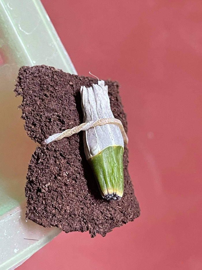Phi điệp 5 cánh trắng Đôi mắt Pleiku còn chưa 'mở mắt' được bà Hường mua với giá 17,6 tỷ đồng. Ảnh: FB Phi điệp 5 cánh trắng Đôi mắt Pleiku còn chưa 'mở mắt' được bà Hường mua với giá 17,6 tỷ đồng. Ảnh: FB