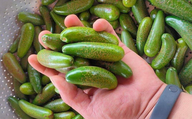 Một vài vị khách cho biết, bơ khá dẻo và thơm, tuy nhiên, vị bơ chưa thực sự ngon như quảng cáo. Ảnh: FB Một vài vị khách cho biết, bơ khá dẻo và thơm, tuy nhiên, vị bơ chưa thực sự ngon như quảng cáo. Ảnh: FB