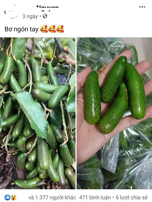 Bơ ngón tay không hạt có giá cao ngất vẫn được chị em lùng mua Bơ ngón tay không hạt có giá cao ngất vẫn được chị em lùng mua