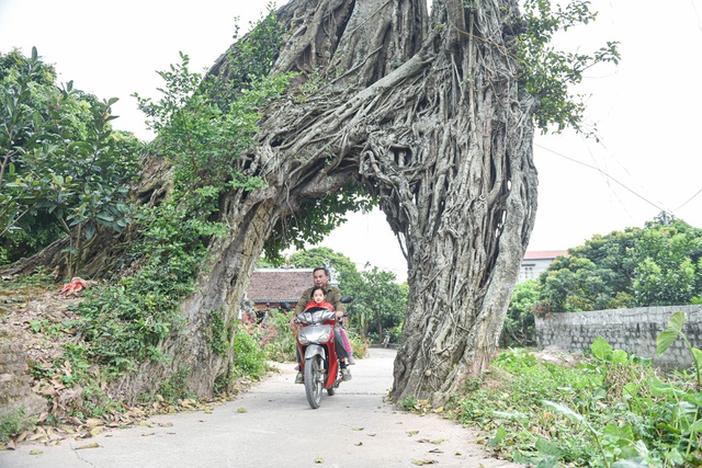 Cây đa nửa nghìn tuổi tạo thành cổng làng độc nhất vô nhị ở Hưng Yên Cây đa nửa nghìn tuổi tạo thành cổng làng độc nhất vô nhị ở Hưng Yên