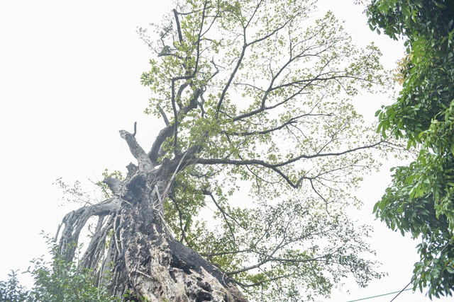 Trước đây cây đa di sản từng bị cháy, người dân trong làng phải tưới nước ba ngày để cứu cây đa. Ảnh: DT Trước đây cây đa di sản từng bị cháy, người dân trong làng phải tưới nước ba ngày để cứu cây đa. Ảnh: DT
