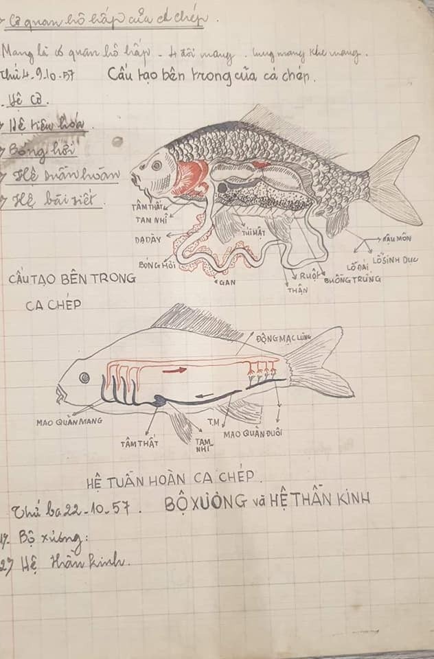 Mọi bộ phận của loài vật đều được người vẽ mô tả rất chi tiết, tô màu đậm nhạt để dễ dàng phân biệt. Ảnh: FB