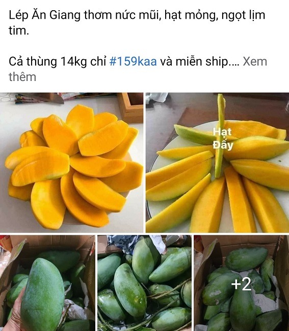 Xoài giá rẻ như cho, nông dân gọi thương lái mãi mà không có ai tới mua Xoài giá rẻ như cho, nông dân gọi thương lái mãi mà không có ai tới mua
