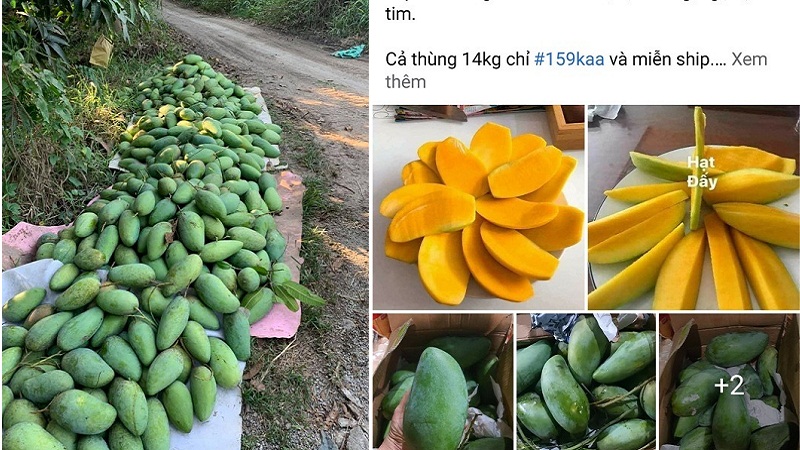 Giá rẻ, bà con nông dân muốn bán tống bán tháo cho nhanh, được đồng nào hay đồng đó nhưng các chủ vựa trái cây mua về cũng không biết bán cho ai nên đành bất lực, mỗi ngày chỉ tiêu thụ giúp nông dân vài chục tấn với giá rẻ như cho. Ảnh: FB Giá rẻ, bà con nông dân muốn bán tống bán tháo cho nhanh, được đồng nào hay đồng đó nhưng các chủ vựa trái cây mua về cũng không biết bán cho ai nên đành bất lực, mỗi ngày chỉ tiêu thụ giúp nông dân vài chục tấn với giá rẻ như cho. Ảnh: FB