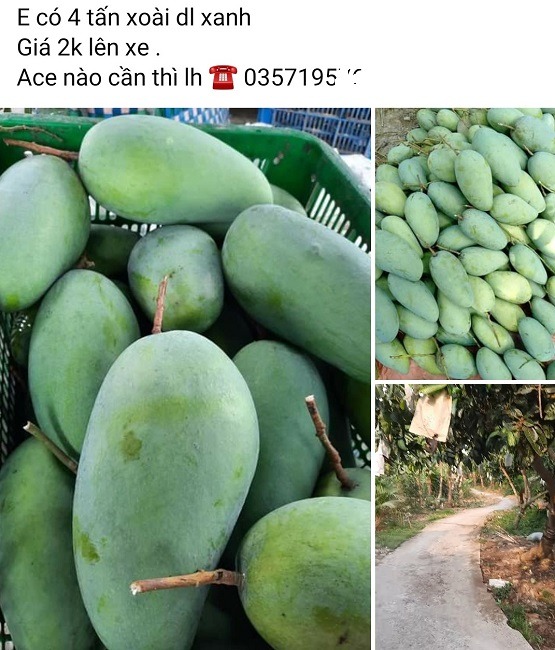 Nhiều nhà vườn đóng sẵn xoài chỉ chờ thương lái tới lấy mà cũng không có ai hỏi. Ảnh: FB Nhiều nhà vườn đóng sẵn xoài chỉ chờ thương lái tới lấy mà cũng không có ai hỏi. Ảnh: FB