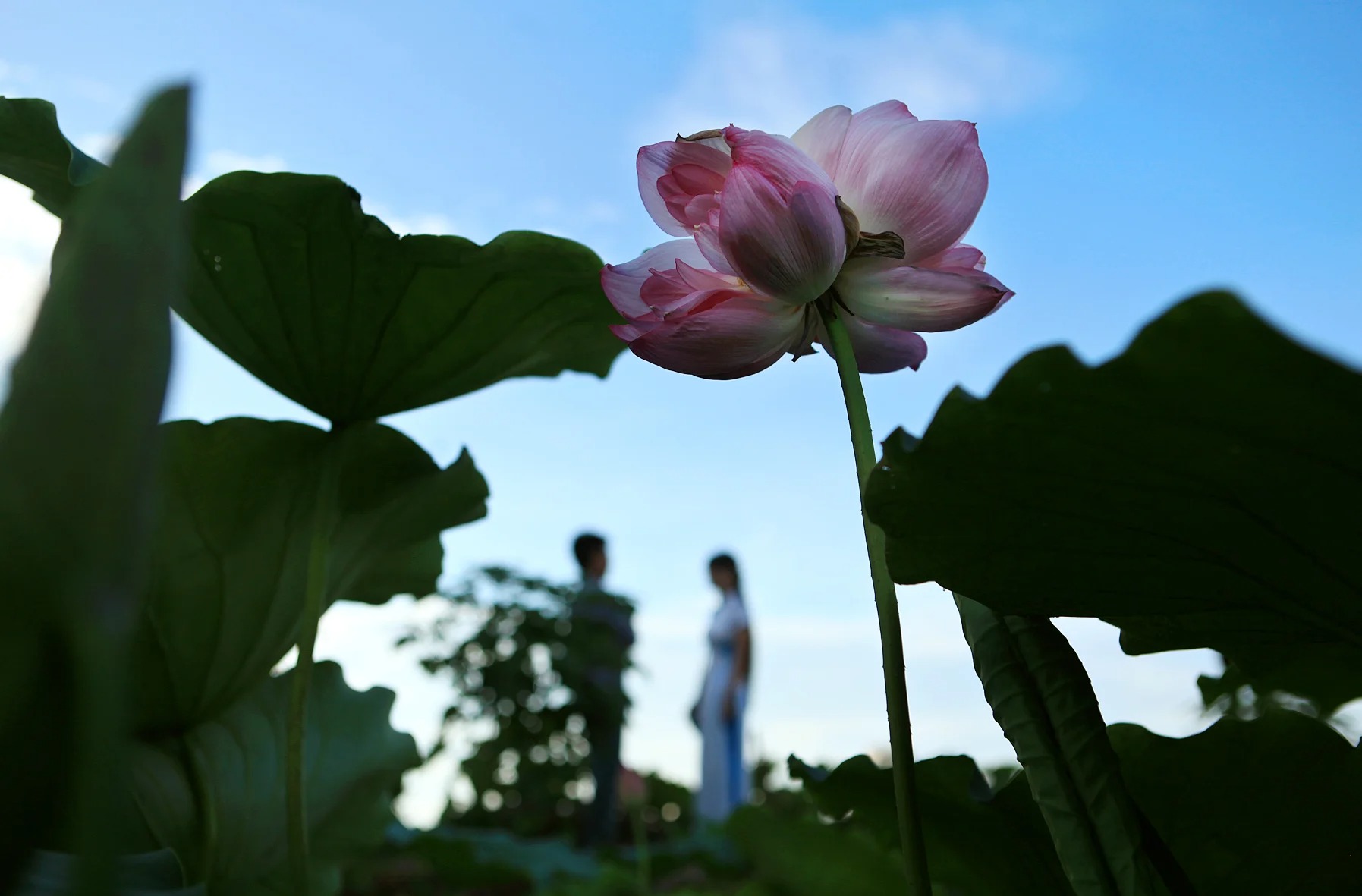 Được biết, sen Tinh Đế ngày xưa ở Đồng Tháp Mười trồng rất nhiều, và đã đi vào câu ca dao: “Bao giờ cho được đủ đôi/Như hoa Tịnh Đế một chồi hai bông”. Ảnh: FB Được biết, sen Tinh Đế ngày xưa ở Đồng Tháp Mười trồng rất nhiều, và đã đi vào câu ca dao: “Bao giờ cho được đủ đôi/Như hoa Tịnh Đế một chồi hai bông”. Ảnh: FB