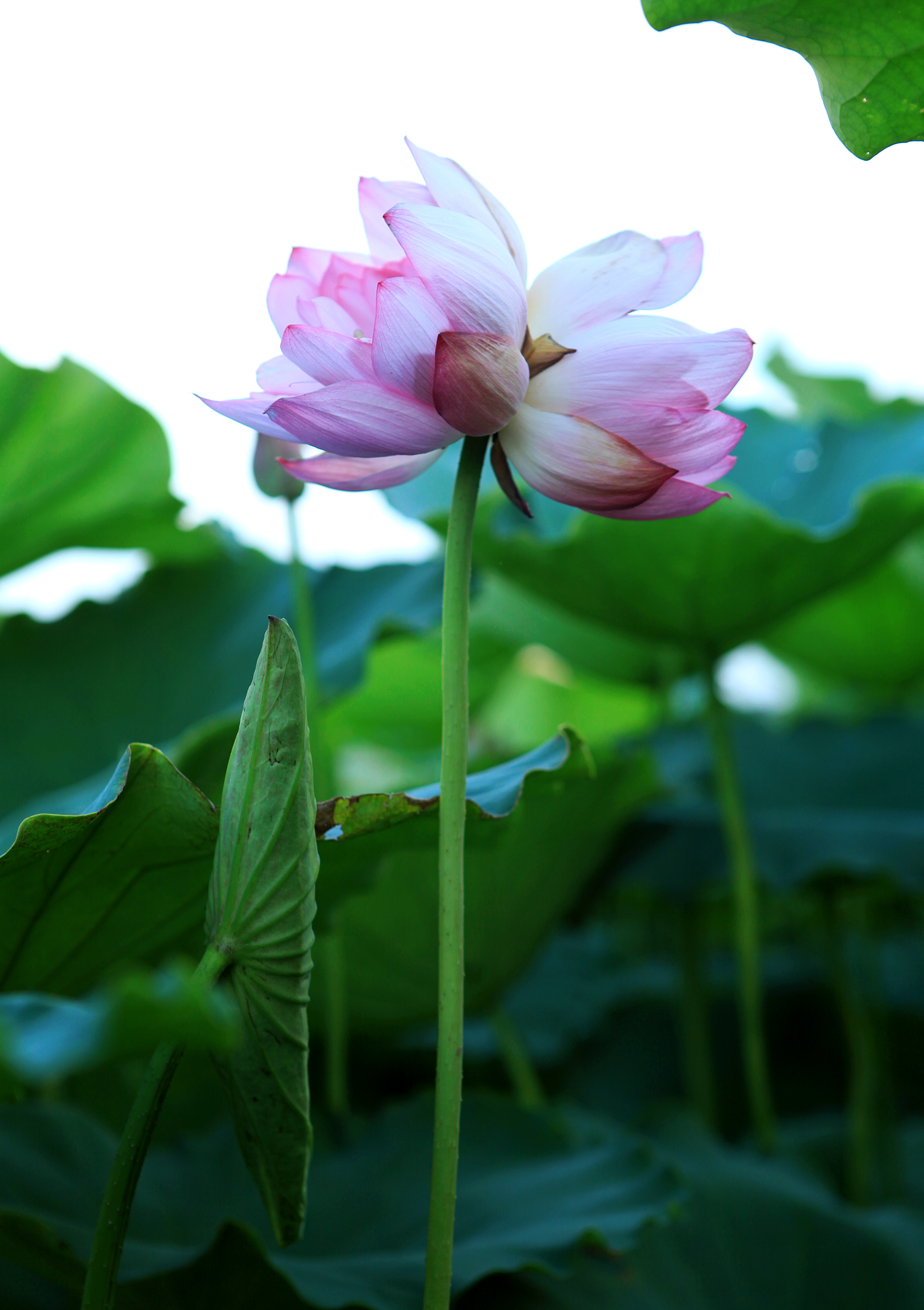 Cành sen có 2 bông hoa ở Hồ Tây được nhiếp ảnh gia Anh Vũ chụp cách đây 6 năm. Cành sen có 2 bông hoa ở Hồ Tây được nhiếp ảnh gia Anh Vũ chụp cách đây 6 năm.